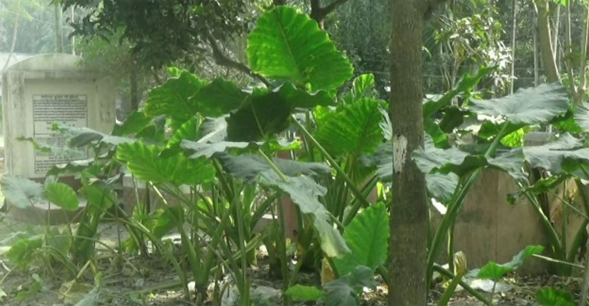 দক্ষিণ পাড়া বধ্যভূমি, দোগাছি, নওগাঁ 